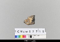 藏品(中國湖北皮影戲相關物件-碎片)的圖片